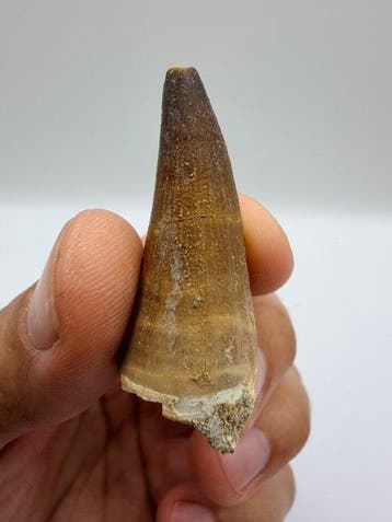 Mosasaurus - Gefossiliseerd dier - Mosasaurus - 4.6 cm