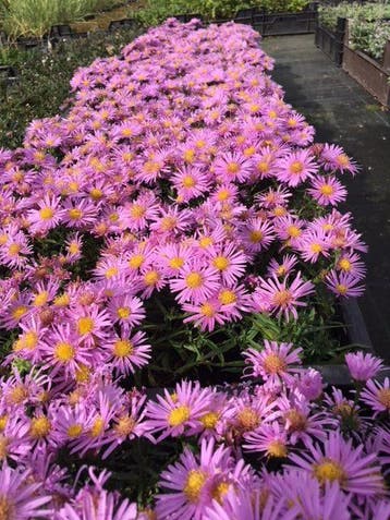 Aster Peter Pan - Herfstaster, Tuin en Terras, Overige soorten, Vaste plant, Verzenden, Halfschaduw
