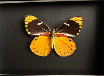 Vlinder Taxidermie volledige montage - Delias Splendida Mâle