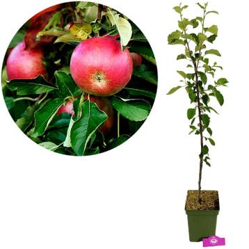 Malus domestica Rode Boskoop + Pot 23cm, Verzenden, Volle zon
