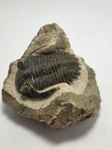 Trilobiet - Gefossiliseerd dier - Hollardops mesocristata -, Verzamelen, Mineralen en Fossielen
