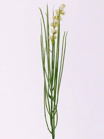 Grasbundel Wit Bloeiend Zijdenbloemen 50 cm, Ophalen of Verzenden, Nieuw