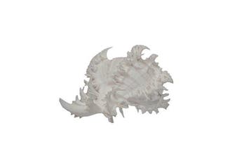 Zeldzame albino-endivieslak: Hexaplex endivia f. albino (90, Nieuw