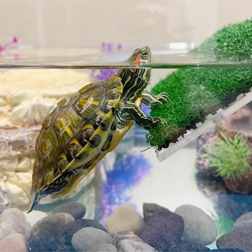 Schildpad Basking Platform met Ramp – Terrarium Zonneplek Turtle photo 6