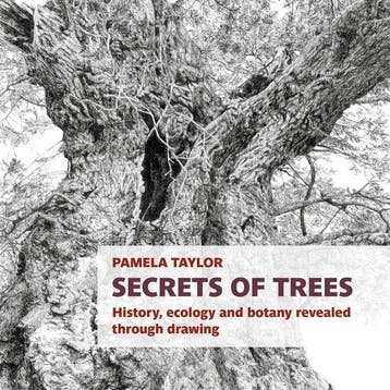 9781915048264 Botanical Art Portfolios- Secrets of Trees, Boeken, Verzenden, Zo goed als nieuw, Pamela Taylor