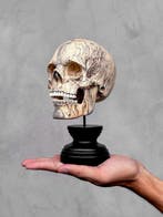 Stunning Wooden Human Skull With A Beautiful Grain -