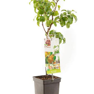 Peer Beurré Hardy container (P18) Wit, Verzenden
