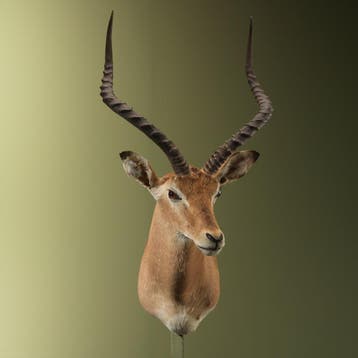 Impala Vintage Taxidermie Opgezette Dieren By Max, Verzamelen, Dierenverzamelingen, Ophalen of Verzenden, Nieuw, Wild dier, Opgezet dier
