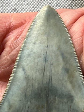 Megalodon-tand 7,8 cm - Fossiele tand - Carcharocles, Verzamelen