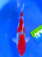 HQ Goshiki van Yamaju  36cm *VERKOCHT* (Japanse Koi), Dieren en Toebehoren, Vissen | Vijvervissen, Karper of Koi