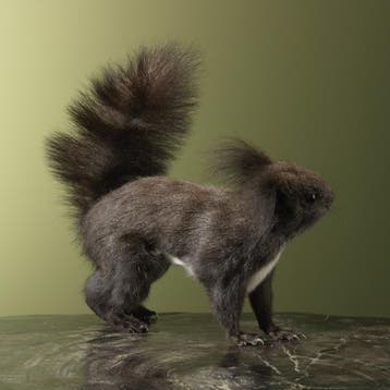 Japanse Lis Eekhoorn Taxidermie Opgezette Dieren By Max, Ophalen of Verzenden, Nieuw, Wild dier, Opgezet dier