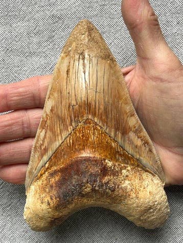 Grote Megalodon-tand 15,0 cm - Fossiele tand - Carcharocles