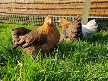 Cochin krielen in verschillende kleuren | Tamme kriel kippen, Meerdere dieren, Kip