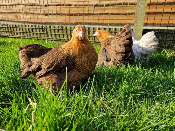Cochin krielen in verschillende kleuren | Tamme kriel kippen, Dieren en Toebehoren, Pluimvee, Kip, Meerdere dieren
