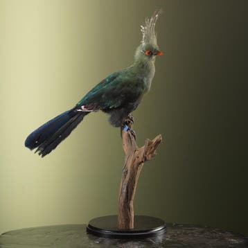 Schalows Toerako Taxidermie Opgezette Dieren By Max, Ophalen of Verzenden, Nieuw, Vogel, Opgezet dier