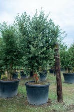 Quercus rubra meerstammig, Tuin en Terras