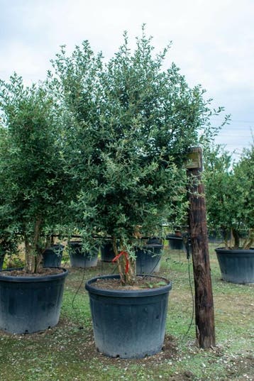 Quercus rubra meerstammig, Tuin en Terras