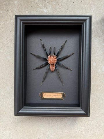 Spin Pantser - Pamphobeteus sp. type - 21 cm - 16 cm - 4.5