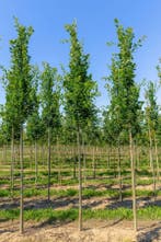 Quercus robur Fastigiata hoogstam, Tuin en Terras