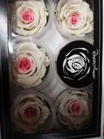 Geconserveerde rozen Geprepareerd Wit Roze XL doos 6 stuks, Ophalen of Verzenden, Nieuw