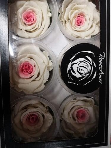 Geconserveerde rozen Geprepareerd Wit Roze XL doos 6 stuks, Hobby en Vrije tijd, Knutselen, Nieuw, Ophalen of Verzenden