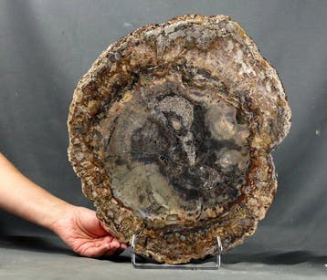 Een grote - Mooie en decoratief versteend hout - gepolijst