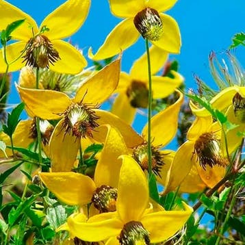 Bosrank „Tangutica” container (C2) Clematis, Sierplanten, Verzenden, Overige soorten, Volle zon