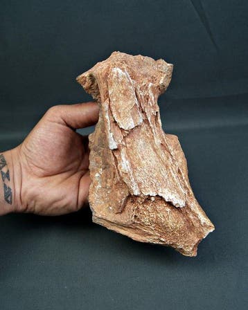 Dinosaurus - Fossiel bot - 19 cm