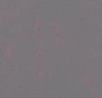 Forbo Marmoleum Concrete 3735 purple shimmer, Verzenden, Nieuw