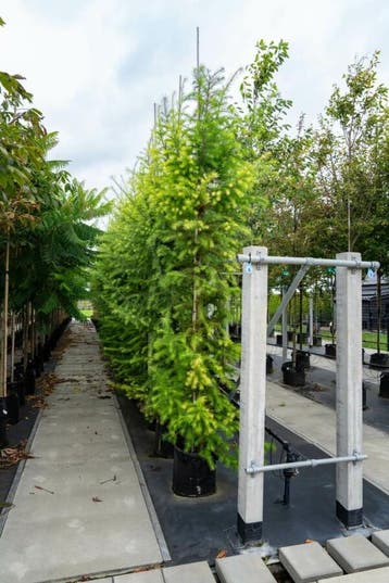 Larix decidua hoogstam 12/14