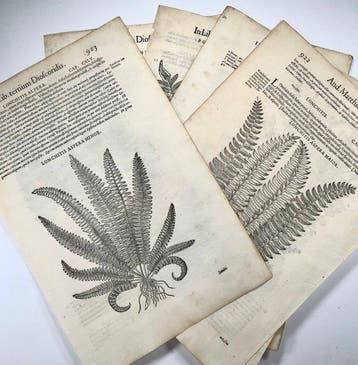 Lot of 5 folio leaves with 10 large woodcuts - G. Liberale;