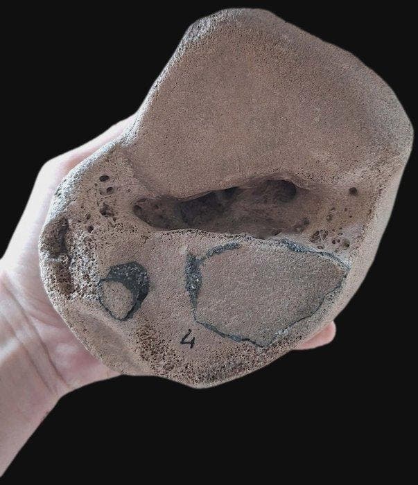 Wolharige mammoet - Fossiel bot - Mammuthus primigenius -, Verzamelen, Mineralen en Fossielen