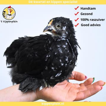 Tamme, Rustige Cochin Kriel te koop!, Dieren en Toebehoren, Pluimvee, Meerdere dieren, Kip