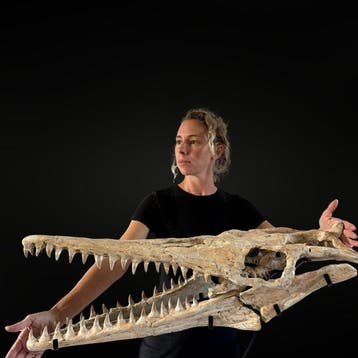 Uitzonderlijk en zeldzaam Mosasaurus Platecarpus - Fossiele