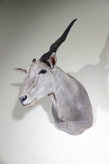 Large Safari head-mount Taxidermie wandmontage - Eland -