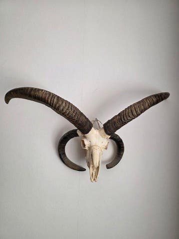Jacobsschaap Schedel van een zoogdier - ovis aries - 50 cm -, Verzamelen, Dierenverzamelingen, Nieuw