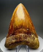 Megalodon - Fossiele tand - 14.5 cm - 11 cm