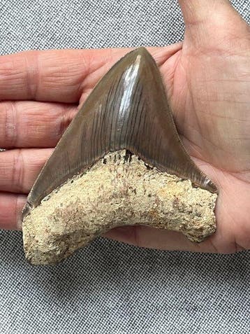 Megalodon tand 10,2 cm - Fossiele tand - Carcharocles, Verzamelen, Mineralen en Fossielen