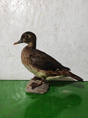 Vrouwelijke eend trouwt met een vrouw. Taxidermie volledige, Nieuw