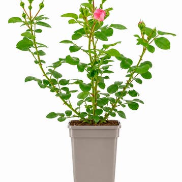 Roos Leonardo da Vinci container (P17) Sierplanten, Roze, Verzenden, Overige soorten, Struik