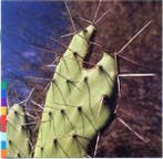 cd - Rossy - Island Of Ghosts, Verzenden, Zo goed als nieuw