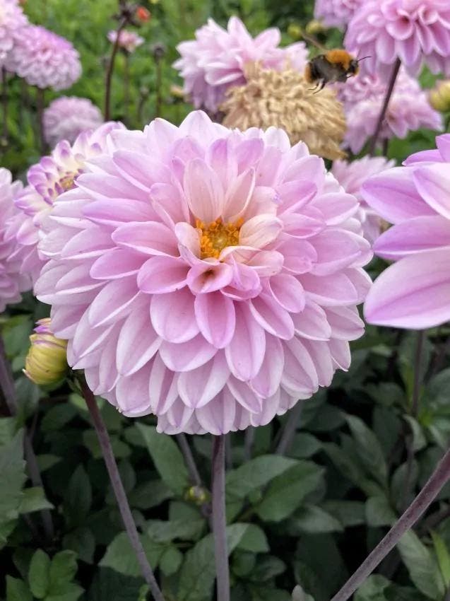 Dahlia Espacio (Dahlia’s kopen?), Tuin en Terras, Bloembollen en Zaden, Ophalen of Verzenden