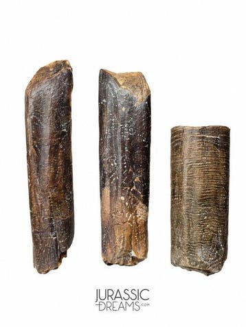 Set van 3 gedeeltelijke tanden van Nigersaurus taqueti, een