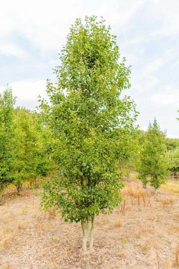 Pyrus calleryana Chanticleer meerstammig 250-300
