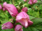 Schildpadbloem , Chelone obliqua , roze of Alba wit  P9, Tuin en Terras, Planten | Tuinplanten, Verzenden, Zomer, Vaste plant