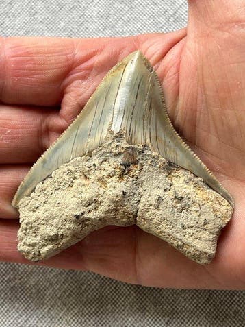 Megalodon-tand 7,8 cm - Fossiele tand - Carcharocles, Verzamelen
