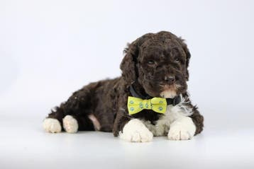 Italiaanse Waterhond- Lagotto Romagnolo - vs Labradoodle, België, Overige rassen, 8 tot 15 weken, Parvo
