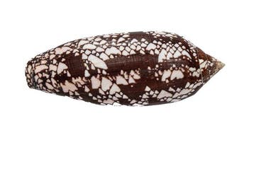 Spectaculair patroon in gigantisch formaat: De Conus aulicus, Nieuw