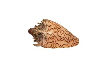 Kaiserkrone (Cymbiola imperialis) | Zeldzame Keizerlijke