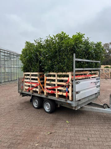 Laurier Genolia palletdeal | 30, 80 of 100 planten, Verzenden, Laurier, Haag, Minder dan 100 cm